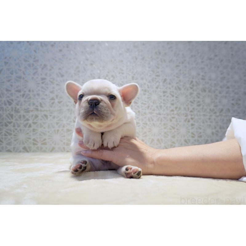 販売中の東京都のフレンチブルドッグ-456652の7枚目