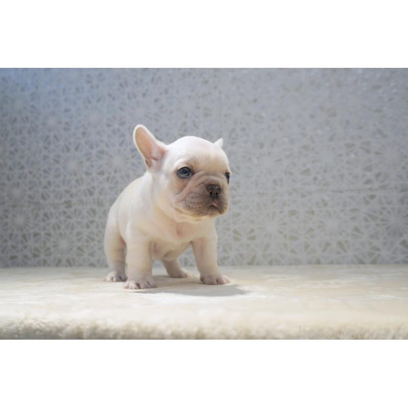 販売中の東京都のフレンチブルドッグ-456652の5枚目