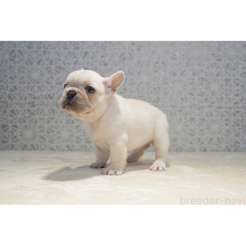 販売中の東京都のフレンチブルドッグ-456652の4枚目