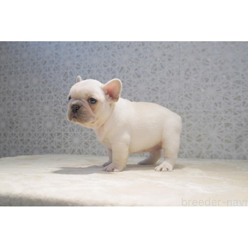 販売中の東京都のフレンチブルドッグ-456652の3枚目