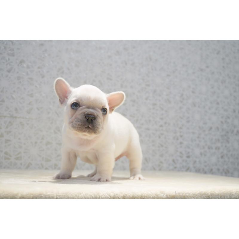 販売中の東京都のフレンチブルドッグ-456652の2枚目