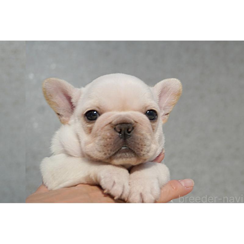 販売中の東京都のフレンチブルドッグ-456653