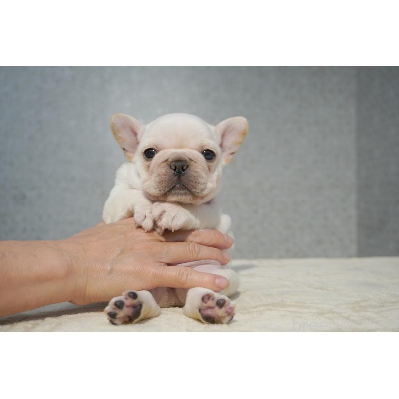 販売中の東京都のフレンチブルドッグ-456653の8枚目