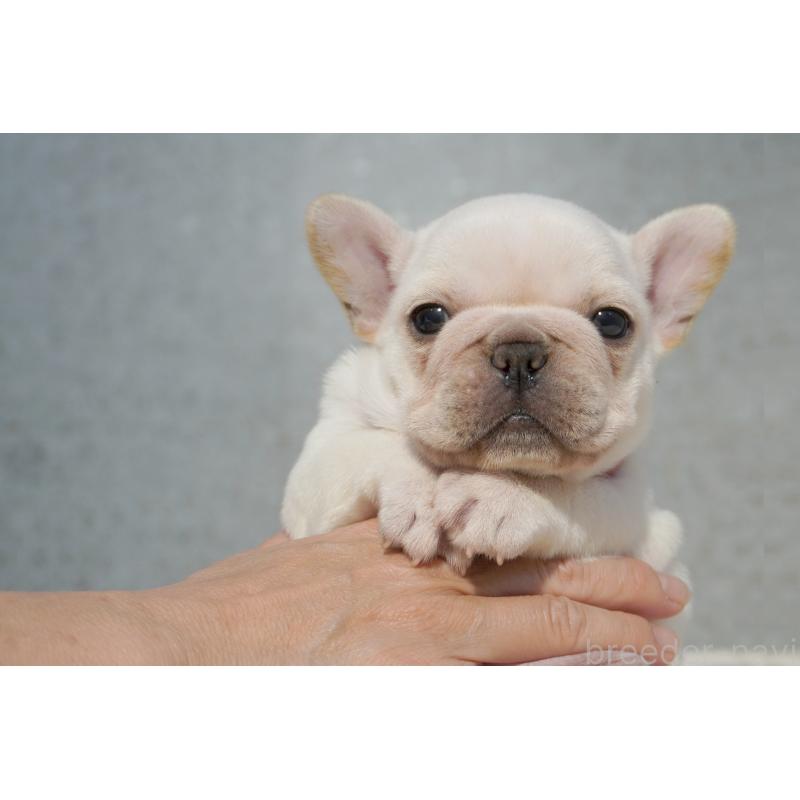 販売中の東京都のフレンチブルドッグ-456653の7枚目