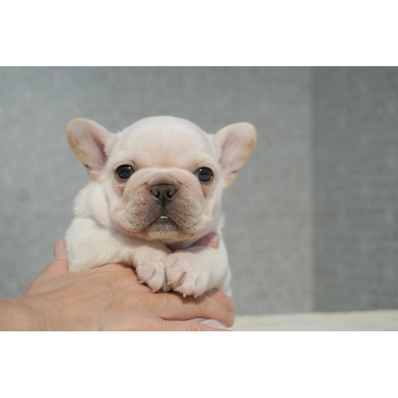販売中の東京都のフレンチブルドッグ-456653の6枚目
