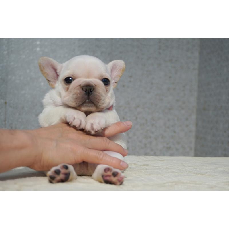 販売中の東京都のフレンチブルドッグ-456653の5枚目