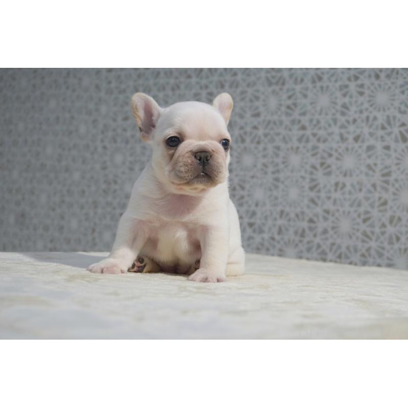 販売中の東京都のフレンチブルドッグ-456653の4枚目