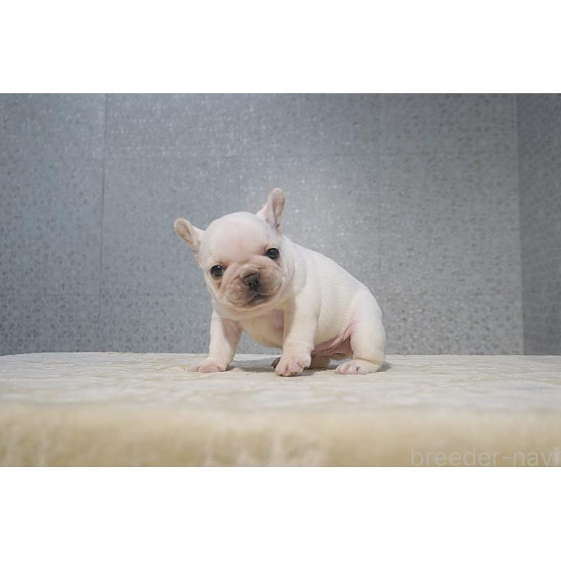 販売中の東京都のフレンチブルドッグ-456653の3枚目