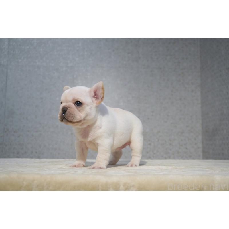 販売中の東京都のフレンチブルドッグ-456653の2枚目