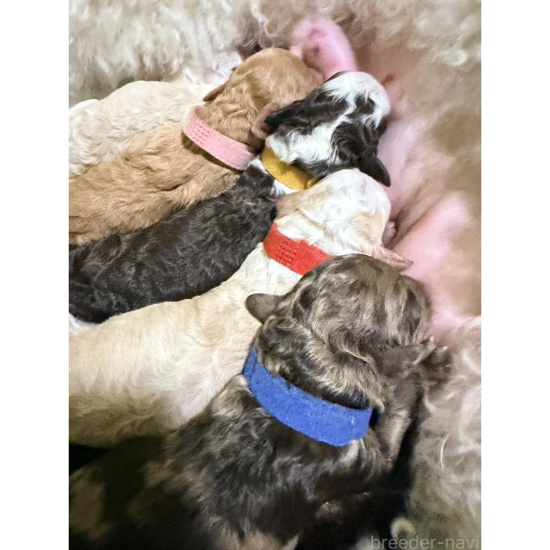 商談中の京都府のラブラドゥードル:ラブラドールレトリーバー×プードル-456655の2枚目