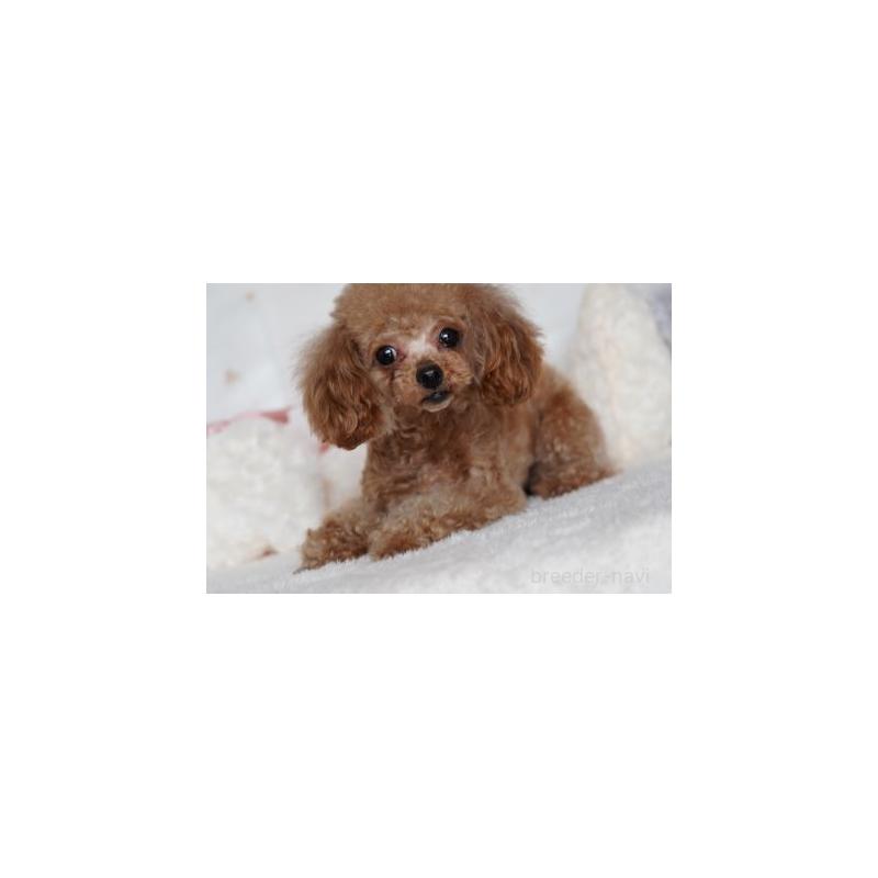 販売中の兵庫県のタイニープードル-456654の6枚目