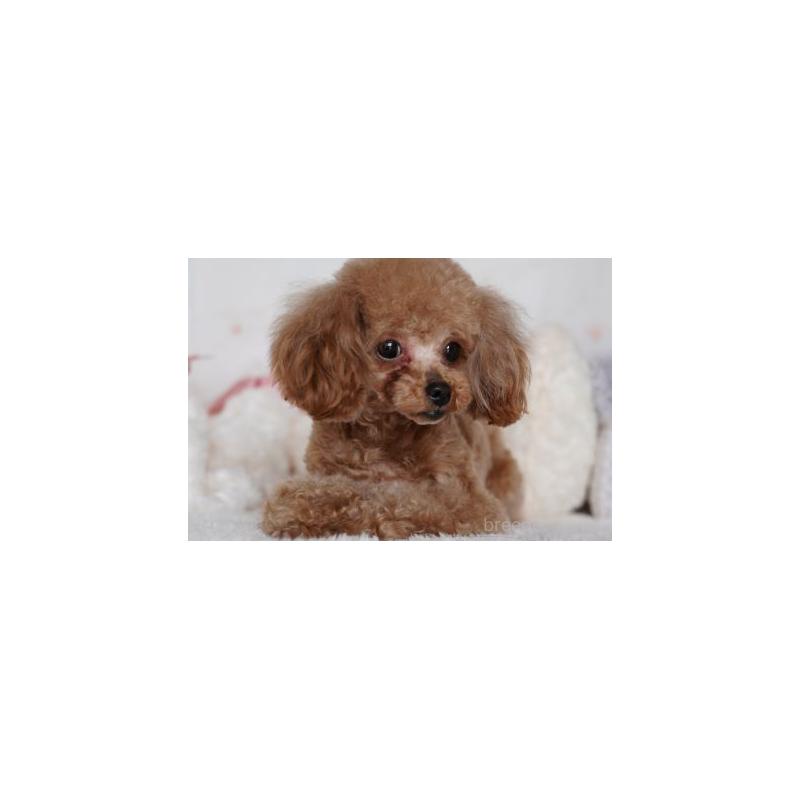 販売中の兵庫県のタイニープードル-456654の4枚目