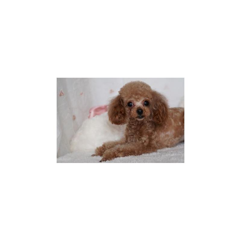 販売中の兵庫県のタイニープードル-456654の2枚目