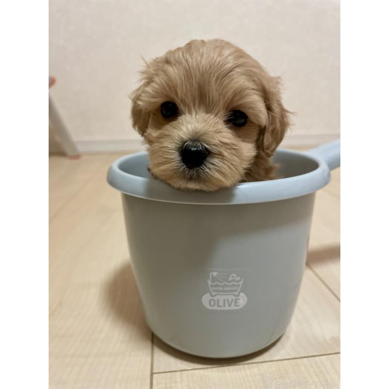 販売中の千葉県のマルプー:マルチーズ×トイプードル-455914