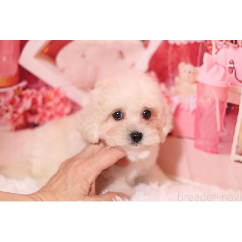 販売中の大阪府のマルプー:マルチーズ×トイプードル-456656の4枚目