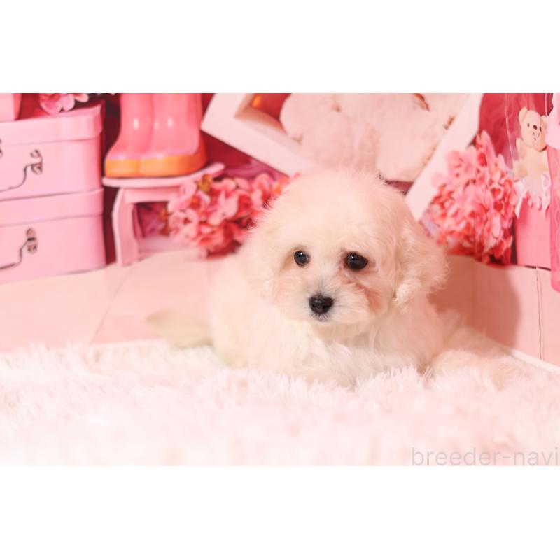 販売中の大阪府のマルプー:マルチーズ×トイプードル-456656の3枚目