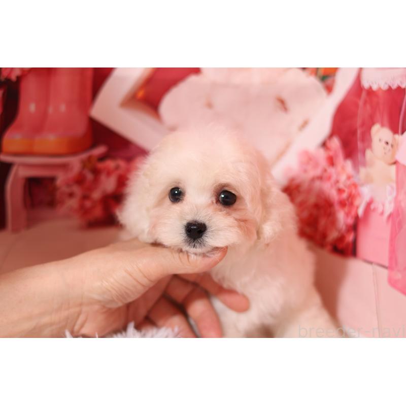 販売中の大阪府のマルプー:マルチーズ×トイプードル-456656の2枚目