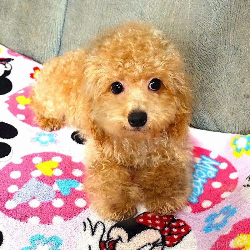 販売中の熊本県のマルプー:マルチーズ×トイプードル-456657の8枚目