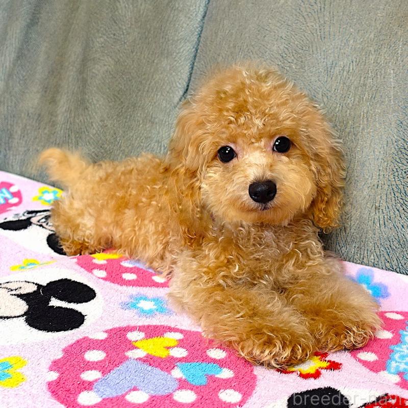 販売中の熊本県のマルプー:マルチーズ×トイプードル-456657の7枚目