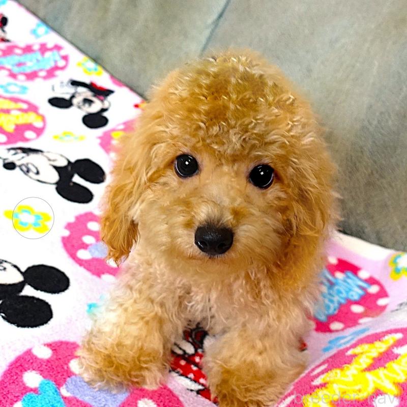 販売中の熊本県のマルプー:マルチーズ×トイプードル-456657の5枚目