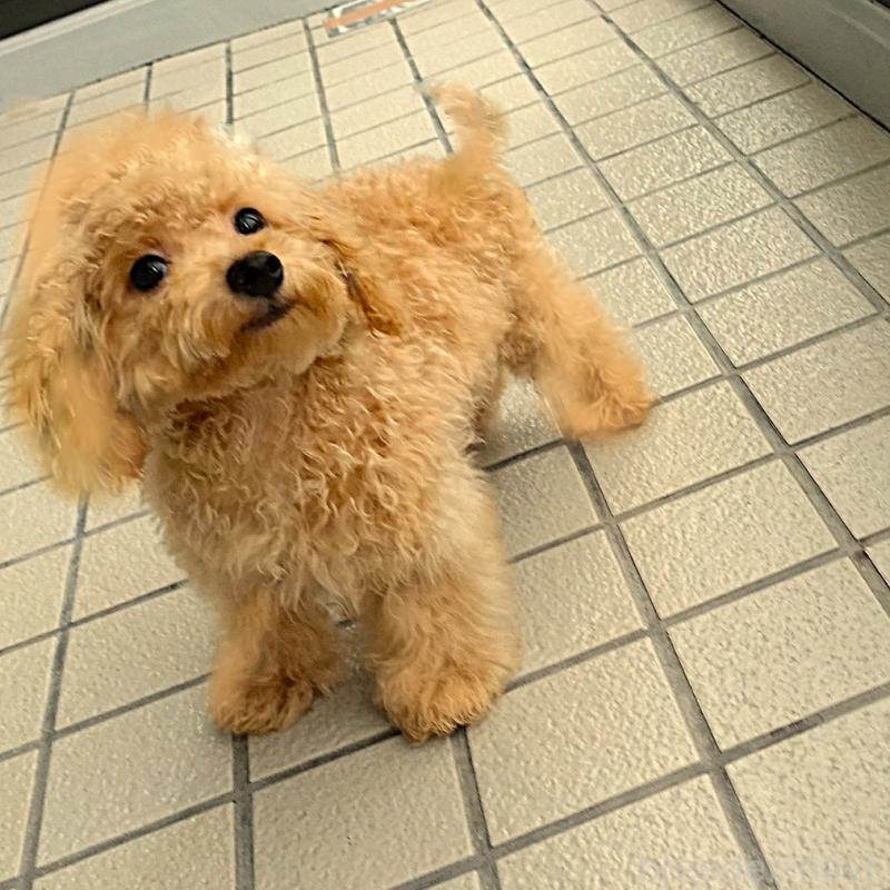 販売中の熊本県のマルプー:マルチーズ×トイプードル-456657の4枚目