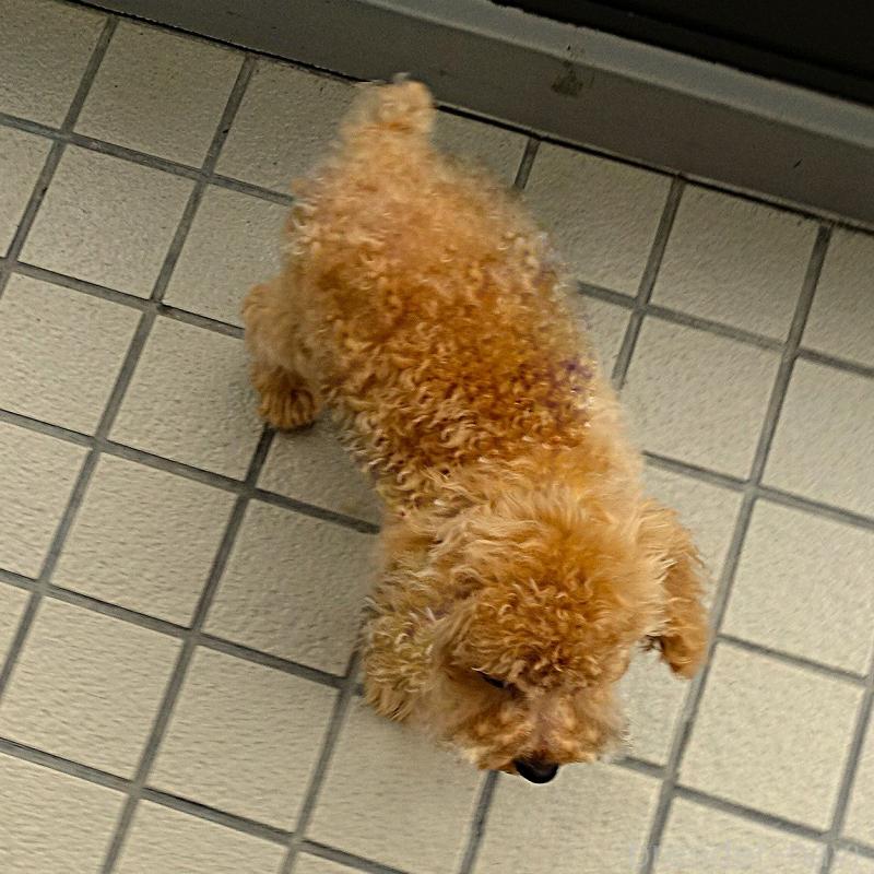 販売中の熊本県のマルプー:マルチーズ×トイプードル-456657の3枚目