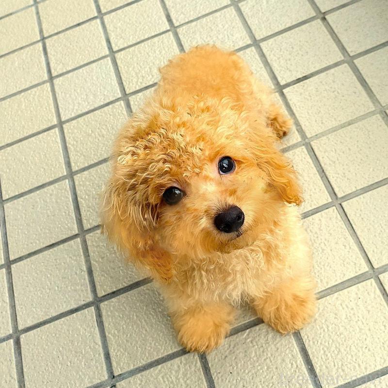 販売中の熊本県のマルプー:マルチーズ×トイプードル-456657の2枚目