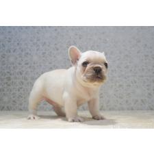 ♀︎フレンチブルドッグ