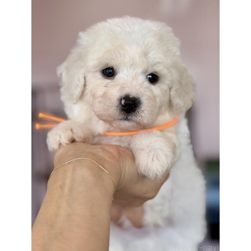 販売中の滋賀県のビションフリーゼ-456658の6枚目