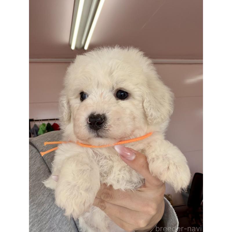 販売中の滋賀県のビションフリーゼ-456658の4枚目