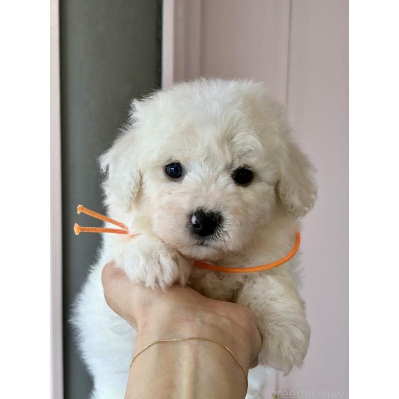 販売中の滋賀県のビションフリーゼ-456658の3枚目