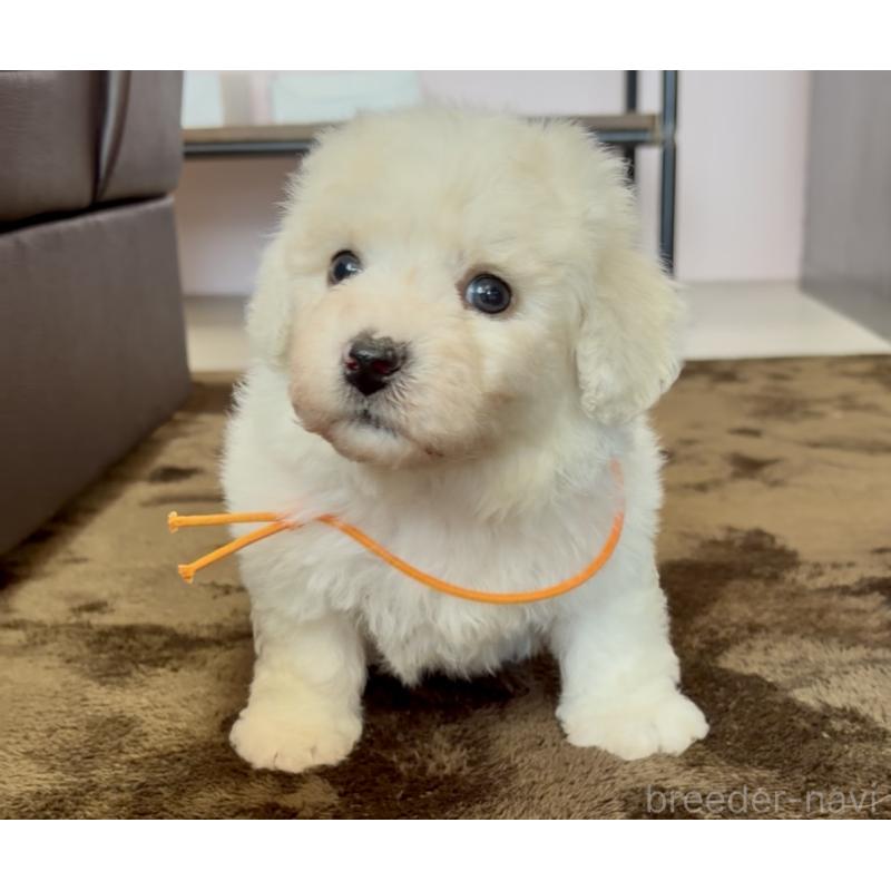 販売中の滋賀県のビションフリーゼ-456658の2枚目