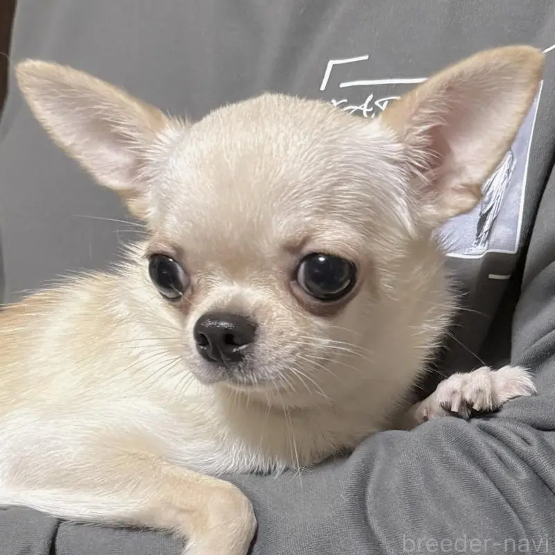 ローナちゃん2枚目