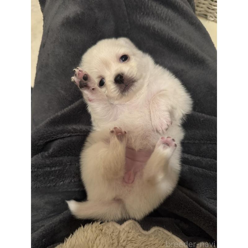 販売中の熊本県のミックス犬-456662の2枚目