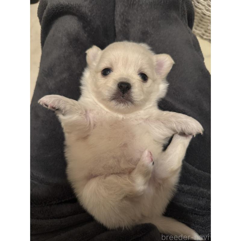 販売中の熊本県のミックス犬-456664の2枚目