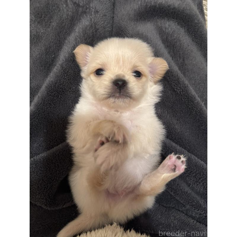 販売中の熊本県のミックス犬-456665の2枚目