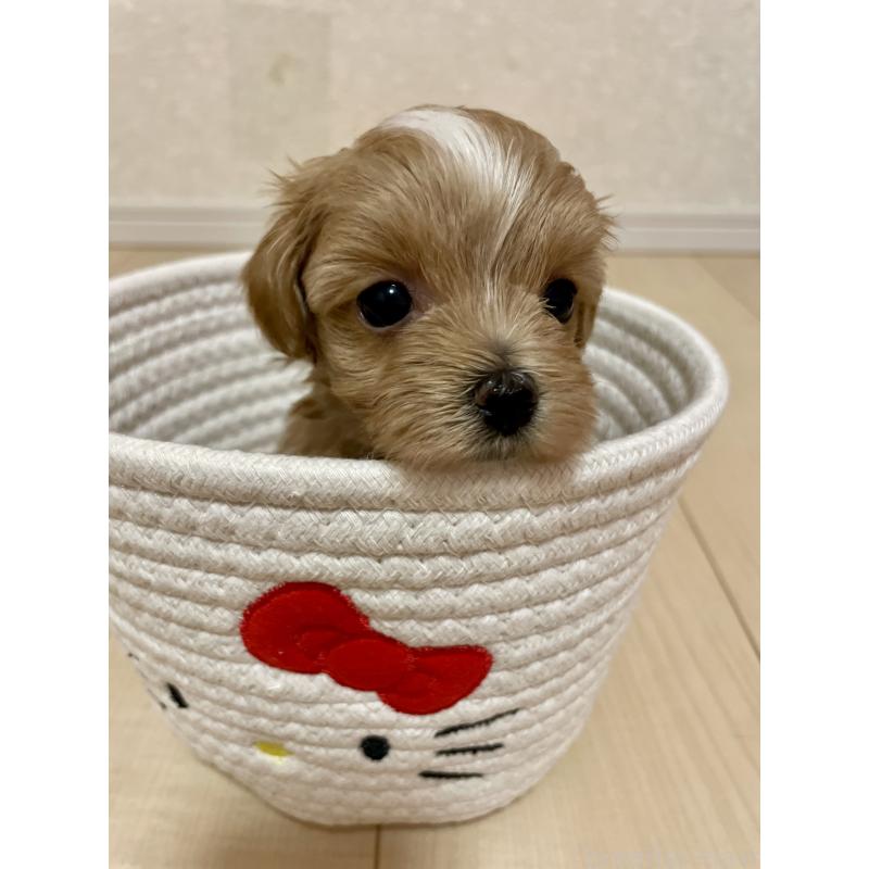 販売中の千葉県のマルプー:マルチーズ×トイプードル-454263