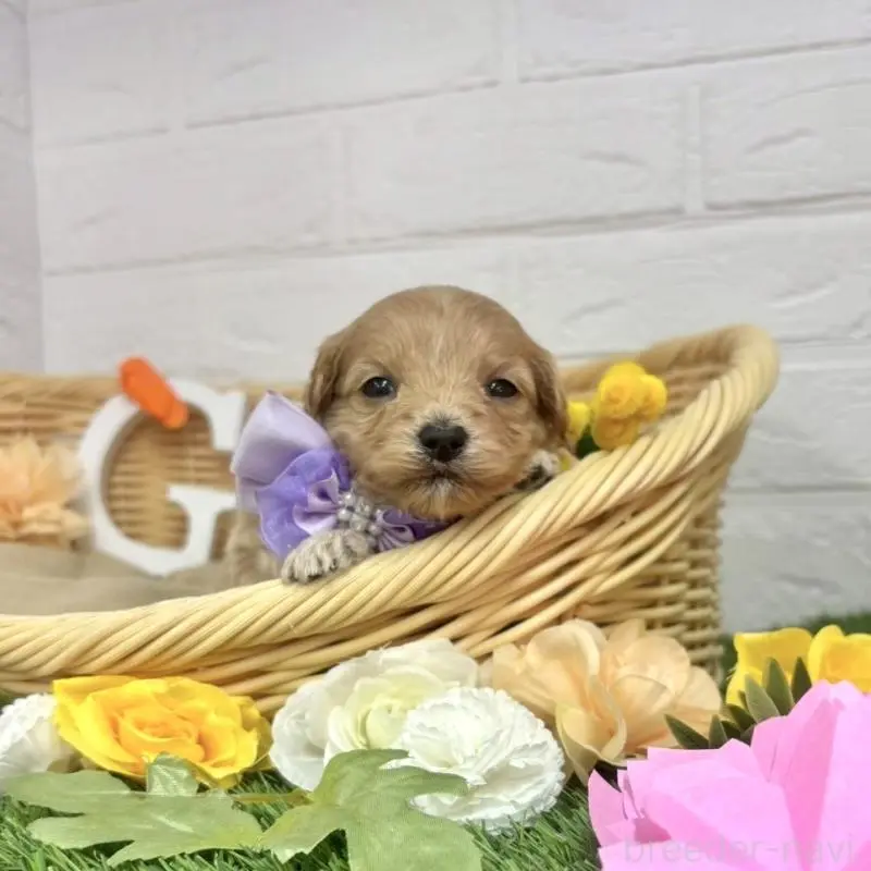 販売中の愛知県のマルプー:マルチーズ×トイプードル-456670の9枚目