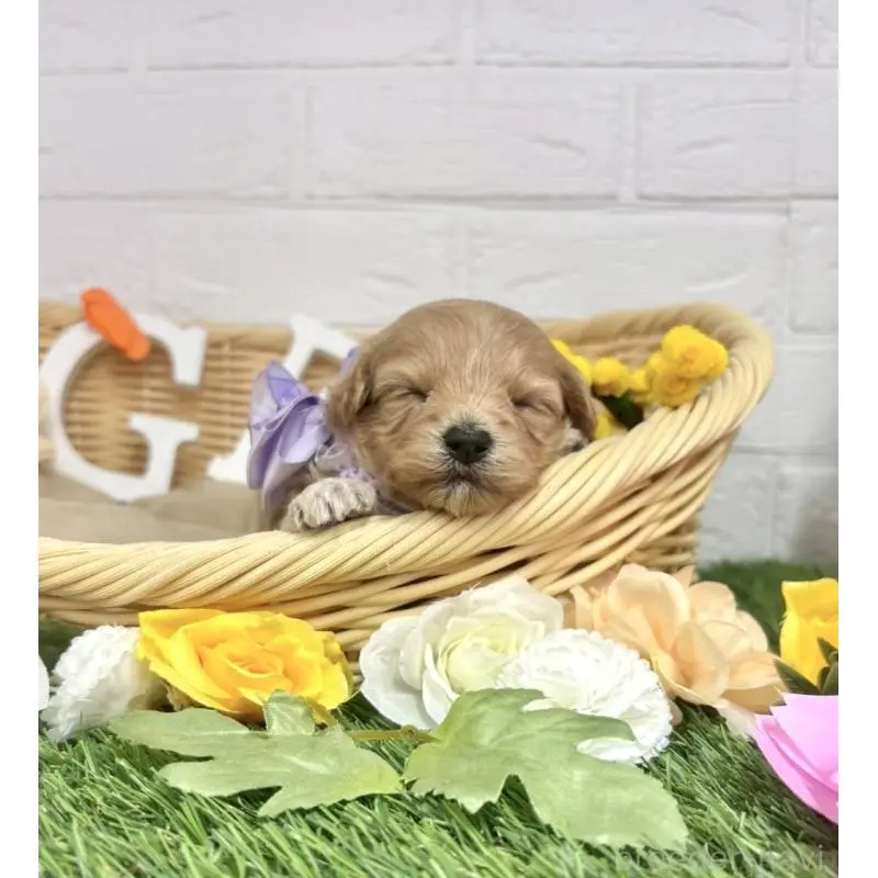 販売中の愛知県のマルプー:マルチーズ×トイプードル-456670の8枚目