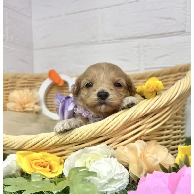 販売中の愛知県のマルプー:マルチーズ×トイプードル-456670の6枚目