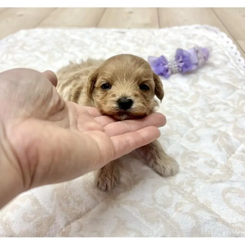 販売中の愛知県のマルプー:マルチーズ×トイプードル-456670の5枚目