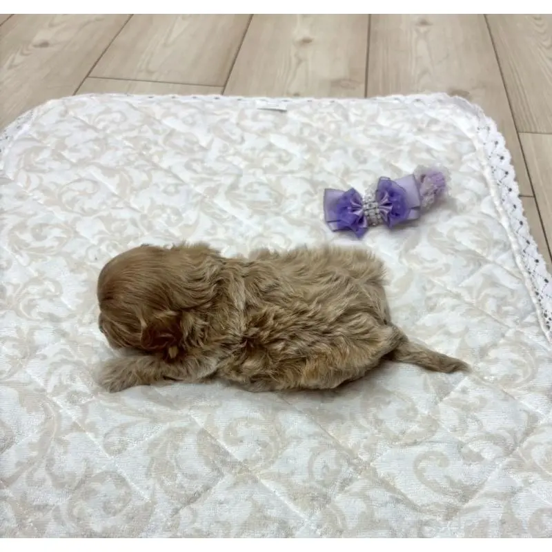 販売中の愛知県のマルプー:マルチーズ×トイプードル-456670の4枚目