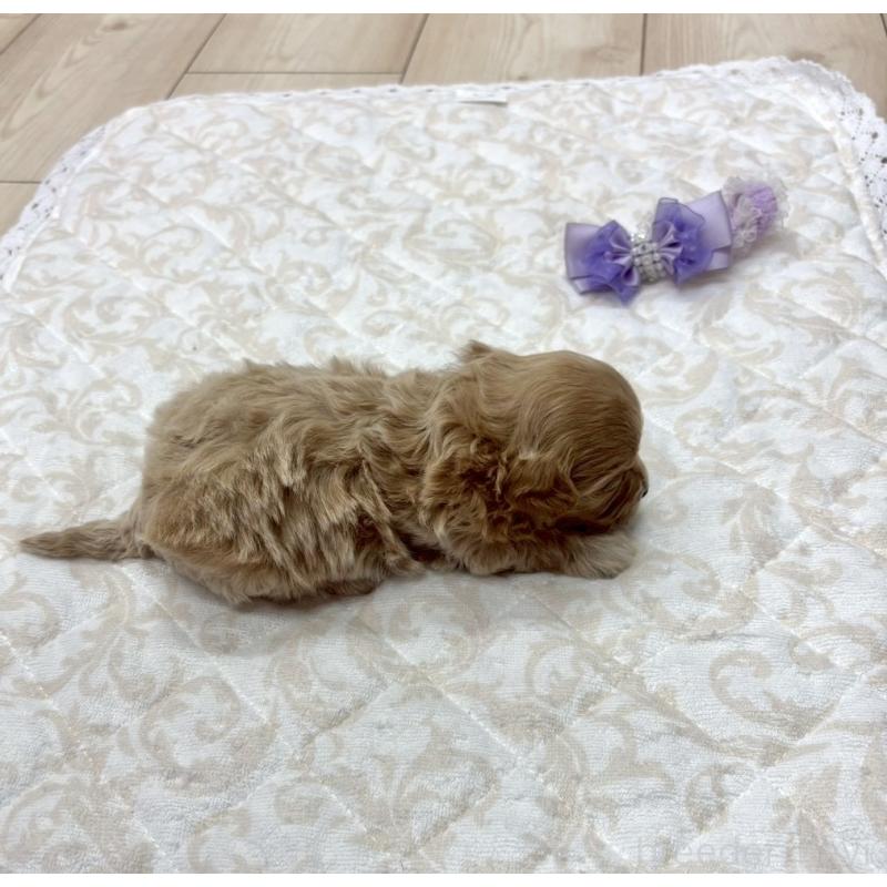 販売中の愛知県のマルプー:マルチーズ×トイプードル-456670の3枚目