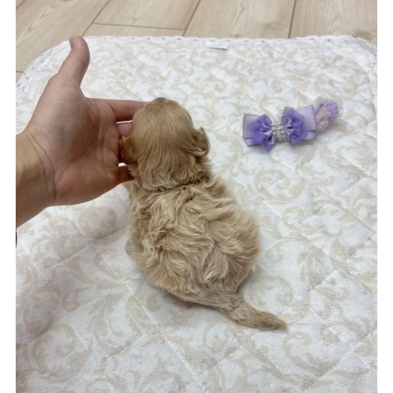 販売中の愛知県のマルプー:マルチーズ×トイプードル-456670の2枚目