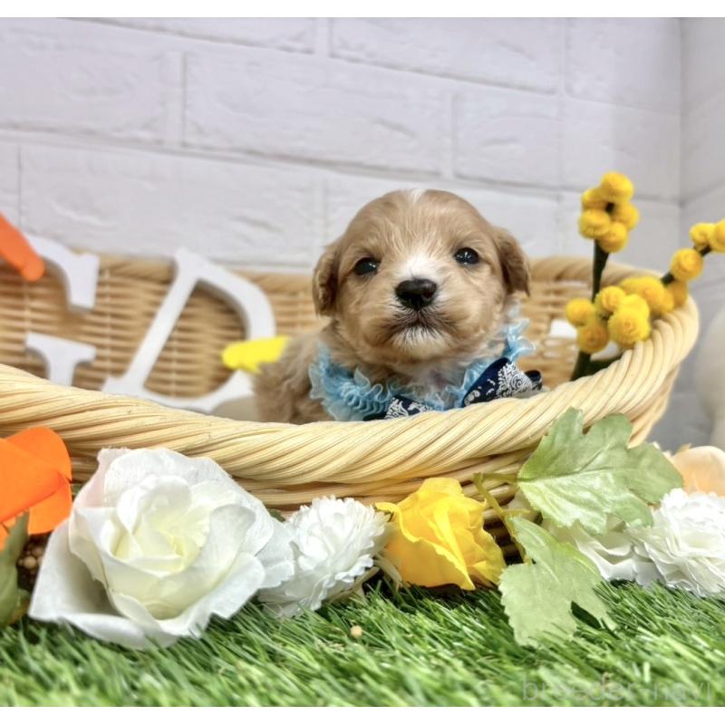 販売中の愛知県のマルプー:マルチーズ×トイプードル-456348の7枚目