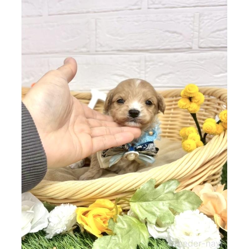 販売中の愛知県のマルプー:マルチーズ×トイプードル-456348の6枚目