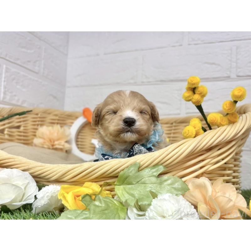 販売中の愛知県のマルプー:マルチーズ×トイプードル-456348の5枚目