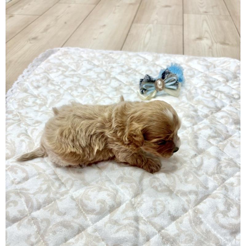 販売中の愛知県のマルプー:マルチーズ×トイプードル-456348の4枚目