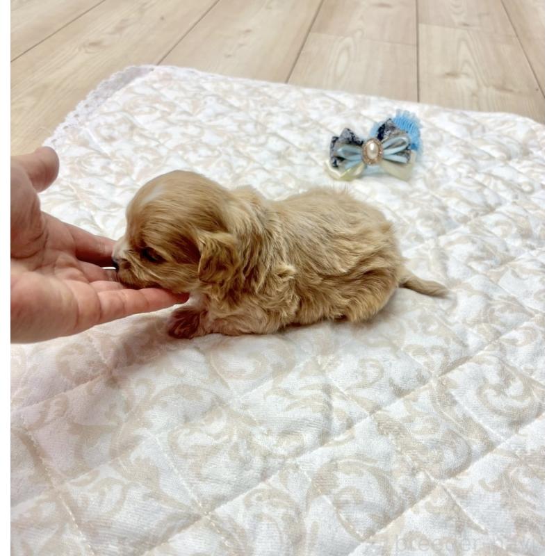 販売中の愛知県のマルプー:マルチーズ×トイプードル-456348の3枚目