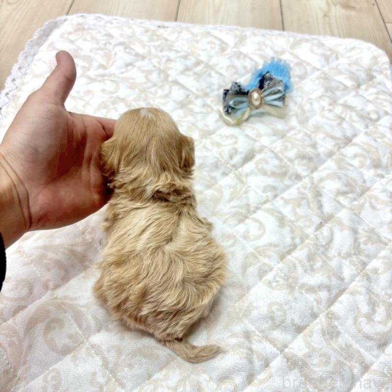 販売中の愛知県のマルプー:マルチーズ×トイプードル-456348の2枚目